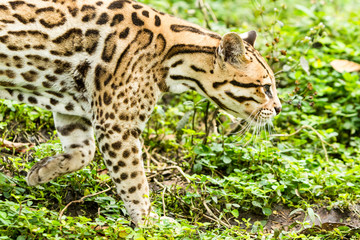 Naklejka na ściany i meble A stunning ocelot with a fierce face and leopard-like spots roaming the lush forests of Brazil's Amazonia region in Ecuador.
