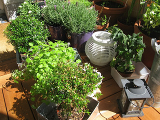 Herbs and plants on balcony in sunshine, Stockholm, Sweden.
