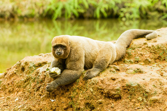 A playful monkey in the lush Amazon jungle of Ecuador, happily eating a banana while swinging from tree to tree.
