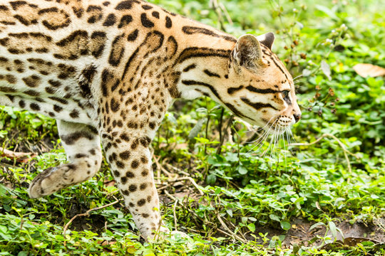 A stunning ocelot with a fierce face and leopard-like spots roaming the lush forests of Brazil's Amazonia region in Ecuador.