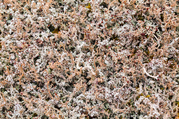 High Altitude Lichen