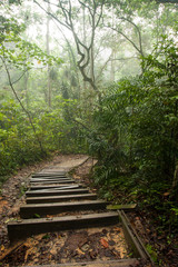 Misty rain forest on Borneo with pathway