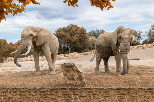 Fototapeta African elephants