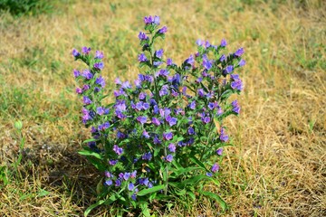 Obraz na płótnie Canvas Blue wild flowers in Lithuania field on summer