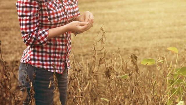 Female farmer in soy bean field examining crops before harvest