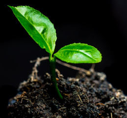 tree small plant, in black background