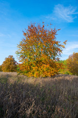 Fototapeta premium Beech tree in a field in autumn colors
