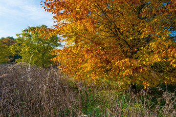 Beech tree in a field in autumn colors