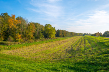 Fototapeta na wymiar Trees in a field in autumn colors