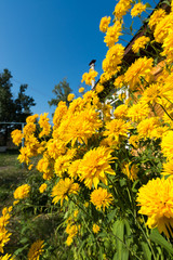 Yellow flowers in front of  village house