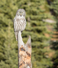 Great Grey Owl.