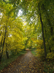 Waldweg im Herbst