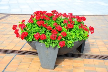 Flowers in the flowerpot in Vilnius city