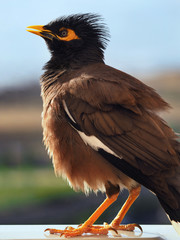 Mynah raised the crest