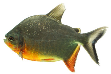 Fototapeta premium A close-up of a tambaqui pacu fish with a dark greenish body and bright orange-red belly and fins isolated against a white background, showcasing the Amazonian aquaculture fish's sleek predatory form.
