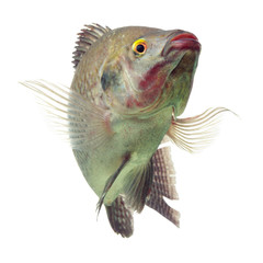 A lively black cichlid tilapia fish isolated in a studio, alive and dancing as it swims gracefully...