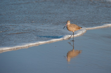 Sandpiper bird standing on one leg in the surf.