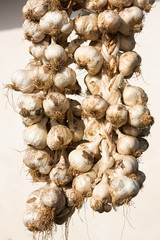 fresh garlic harvest on the farm