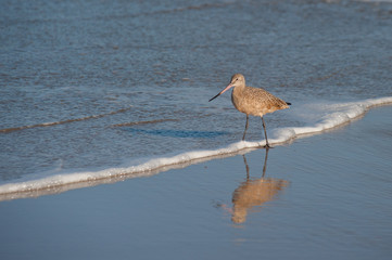 Sandpiper bird foraging for food at low tide.