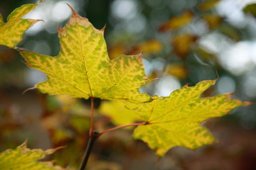 Fototapeta na wymiar color fall leaves