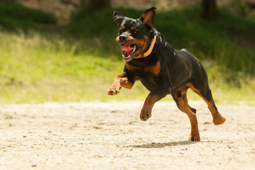 A black Rottweiler dog running free, danger of attack as it races towards a guard to stop the...