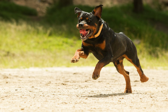 A black Rottweiler dog running free, danger of attack as it races towards a guard to stop the animal exercise.