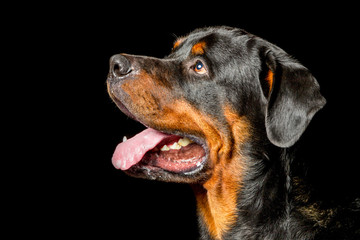 Fototapeta premium Discover the striking essence of an adult male Rottweiler purebred dog captured in our high contrast studio portrait embodying the breed's iconic characteristics and genetic heritage