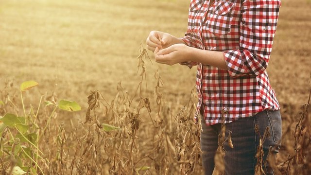 Female farmer in soy bean field examining crops before harvest