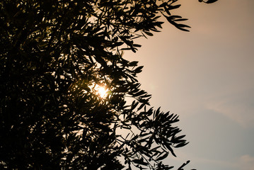 olive trees with sunset sky as background