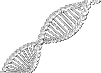 Sketch the structure of DNA
