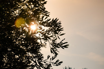 olive trees with sunset sky as background