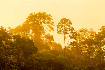 Fototapeta premium amazoński las deszczowy wschód słońca zamglona dżungla ekwador świt nad amazońskim lasem amazoński las deszczowy wschód słońca zamglona dżungla ekwador jazda rzeka woda drewno lato natura odkryty potok las deszczowy