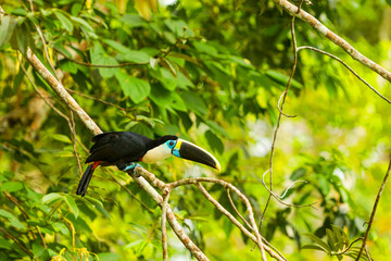 A vibrant toucan with a large black-and-yellow beak and blue throat perches on a branch amid dense green foliage in the Amazon rainforest of Ecuador, a serene tropical wildlife scene. © Ammit