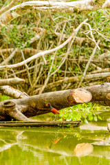Stunning photograph of a wattled jacana captured in the wild in the Amazonian basin,showcasing the beauty of this unique bird species.