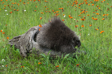 Porcupine (Erethizon dorsatum) Looks Right from Atop Log