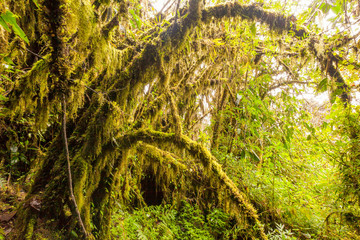 Fototapeta premium Experience the enchanting beauty of high altitude vegetation in the Ecuadorian Andes with our captivating story tale adventure.