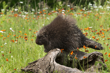 Porcupine (Erethizon dorsatum) Perches on Log Looking Left