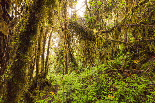 Fototapeta A lush Amazon rainforest in Brazil, Ecuador, and Peru, teeming with diverse wildlife and dense vegetation, nestled amidst the majestic Andes.