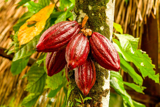 cocoa cacao tree plant fruit plantation ecuador rainforest seed forest brown crop in the timber red variation is considered towards exist the best shot in ecuadorian jungle cocoa cacao tree plant fru