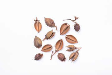 Tree seed pods arranged in square pattern
