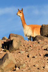 A stunning view of the Ecuadorian Andes mountains, home to diverse fauna such as llamas and condors...