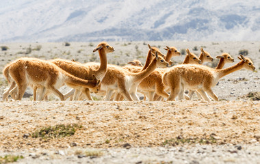 A breathtaking South American landscape with wild alpacas, llamas, and vicuñas running free in the...