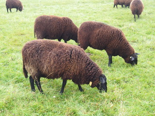 Fototapeta premium Schafsherde, Ostfriesisches Milchschaf