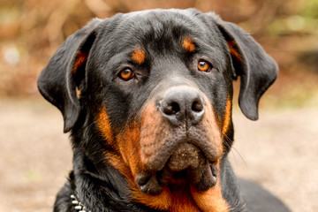 Stunning frontal portrait of a majestic adult male purebred Rottweiler,capturing the essence of its soulful eye with a narrow depth of field.