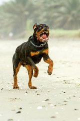 A fierce Rottweiler undergoes aggressive guard dog training, showing its strong and protective nature.
