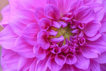 Abstract close-up ping flower