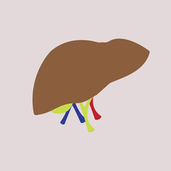 Vector illustration. Organ Human Liver