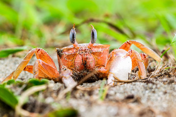 Low angle shot of a captivating ghost crab,its small eyes stretched upwards,creating an intriguing visual that will leave you mesmerized.