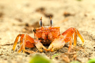 Captured on the beach a ghost crab gazes directly at the camera its eyes stretched upward offering a captivating glimpse of coastal wildlife