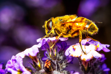 Discover the fascinating Myathropa florea,a remarkable wasp imitating a common bee through perfect mimetism,captured in stunning 3:1 life size macro photography.